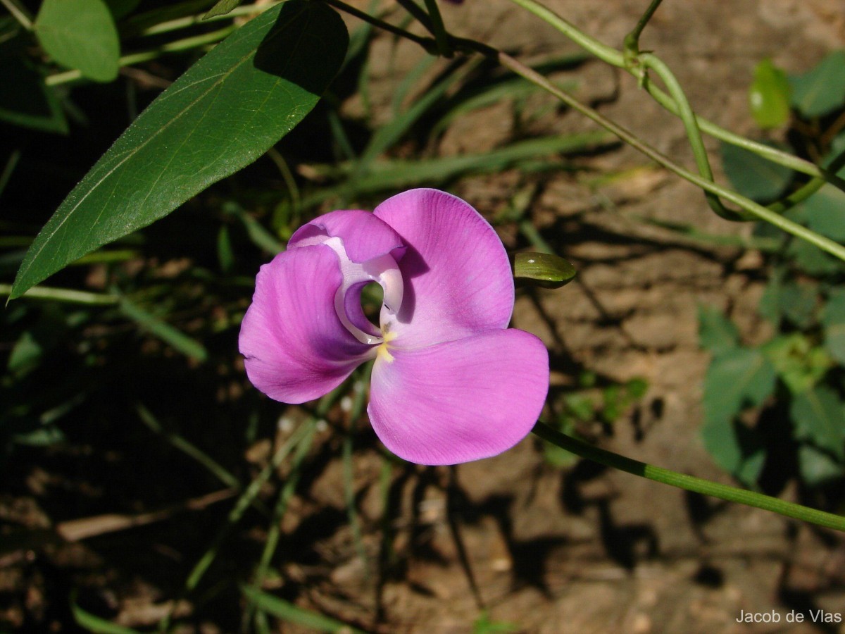 Vigna vexillata (L.) A.Rich.